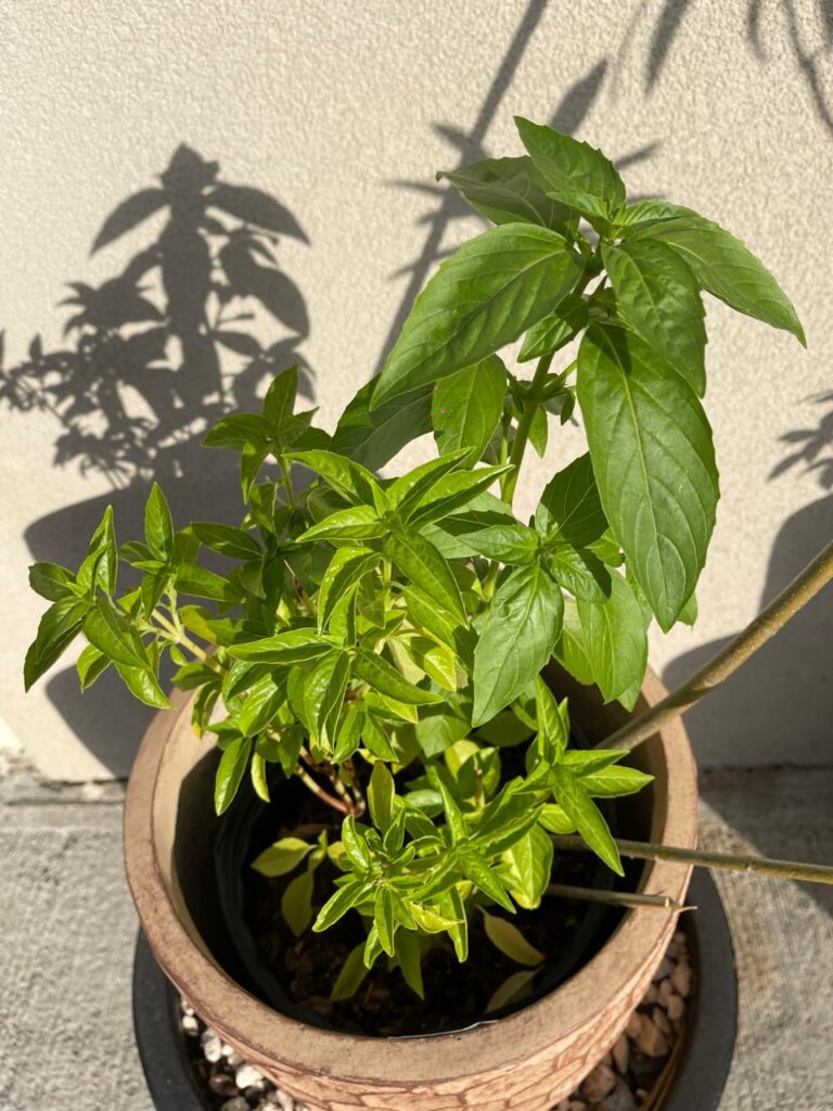 Fresh homegrown basil being grown sustainably at Ratafia in Cupecoy, Sint Maarten for use in cocktails.